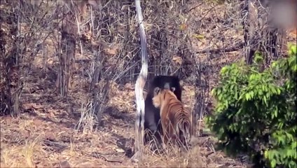 Top 10 Animal Fights! Lion vs Hyenas! Animals Attack