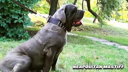 Top 10 Dog Breeds With The Most Fearsome Look