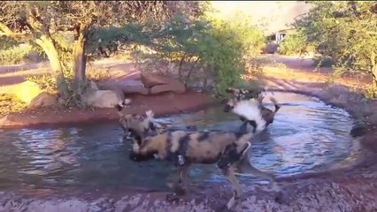 Top 10 Extreme Animal Fights & Attacks