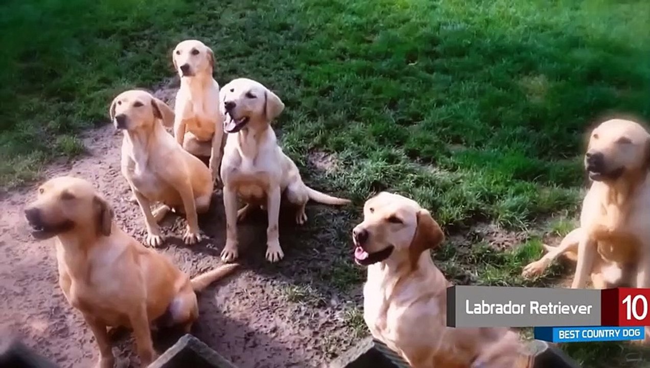 Top 10 Dog Breeds Perfect for the Country