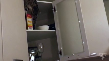 Самые Смешные и Милые Котики