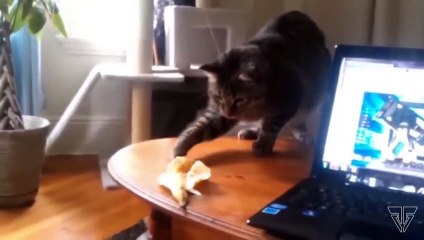 5 Самые Забавные Случаи Кошачьих