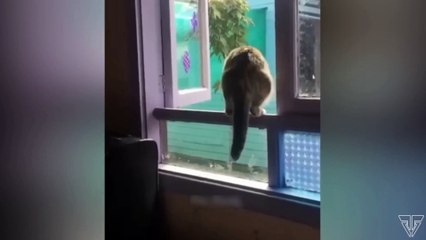 Самые Смешные Котики за 2022-2023 год