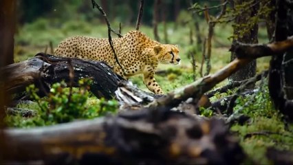 Even Predators Cannot Avoid Their Fate