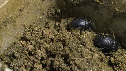 '자연의 청소부' 소똥구리, 50년 만에 복원된다 / YTN