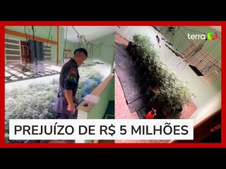 PM desarticula estufa de maconha de 'última geração' em bairro nobre de Goiânia