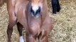 Just a cute video of our newborn and very chatty foal!! 