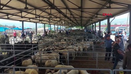 Les mouvements d'animaux interdits en raison de la maladie de la « langue bleue » dans le district d'Erbaa à Tokat