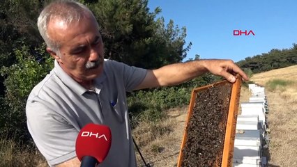 Les températures élevées affectent négativement la population d'abeilles