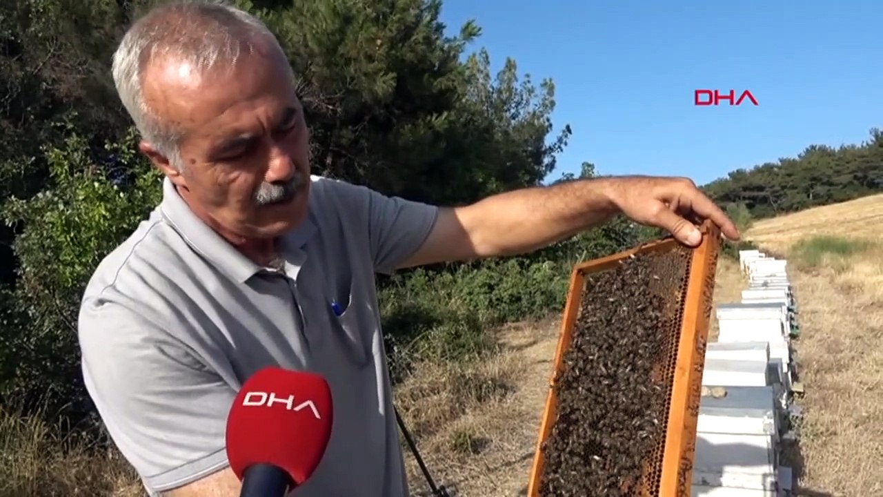 Les températures élevées affectent négativement la population d'abeilles