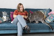 Yorkshire gran adopts wallaby rejected by mum - and now he lives in her home as a pet and loves digestive biscuits