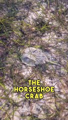 Top 3 INDESTRUCTIBLE Animals