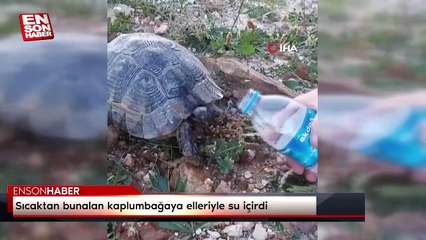 Sıcaktan bunalan kaplumbağaya elleriyle su içirdi