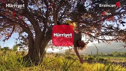 Dilek ağacına çaput yerine kendini bağladı