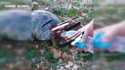 Sıcaktan bunalan kaplumbağaya elleriyle su içirdi