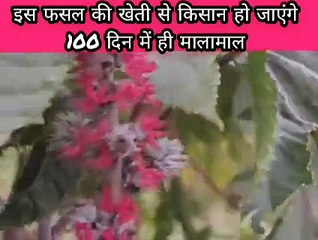 इस फसल की खेती कर किसान 100 दिन में ही हो जाएंगे मालामाल !! अरण्डी की उन्नत खेती