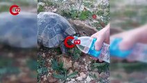 Sıcaktan bunalan kaplumbağaya elleriyle su içirdi