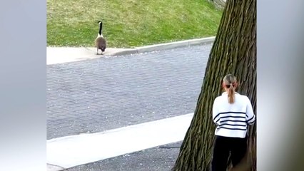 Must See! Goose On the Loose Chases Students on Fordham Campus