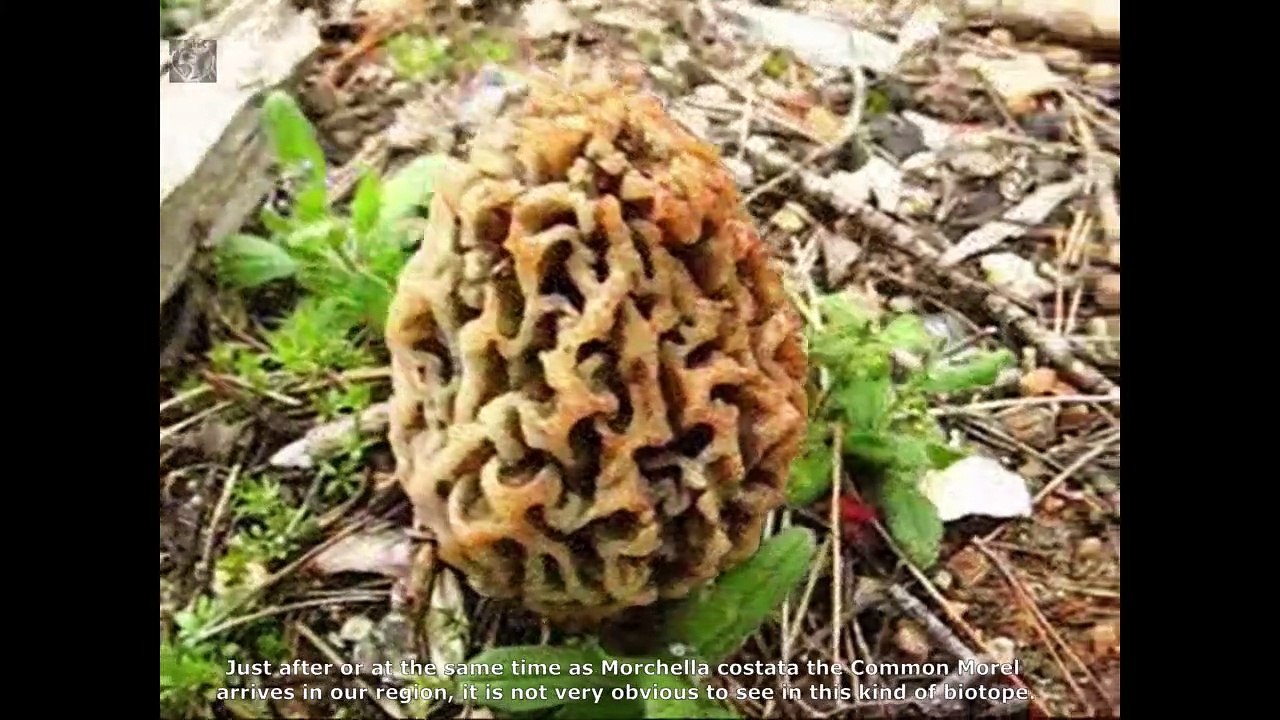 Morchella vulgaris. Champimaginatis. English Text