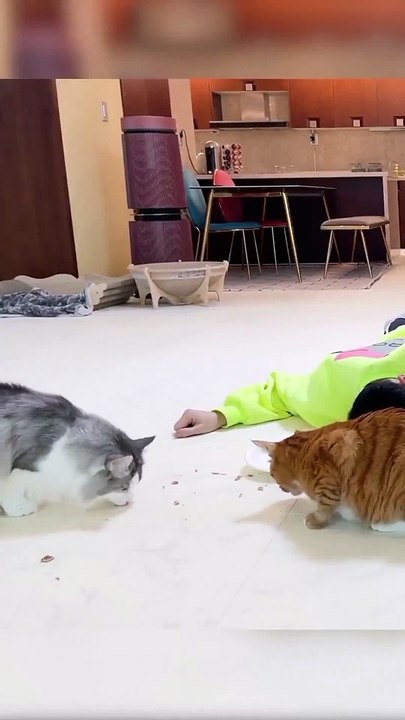 Kediler ve köpekler arasındaki fark