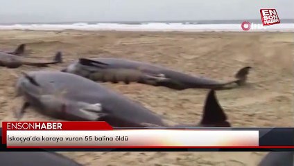 İskoçya’da karaya vuran 55 balina öldü