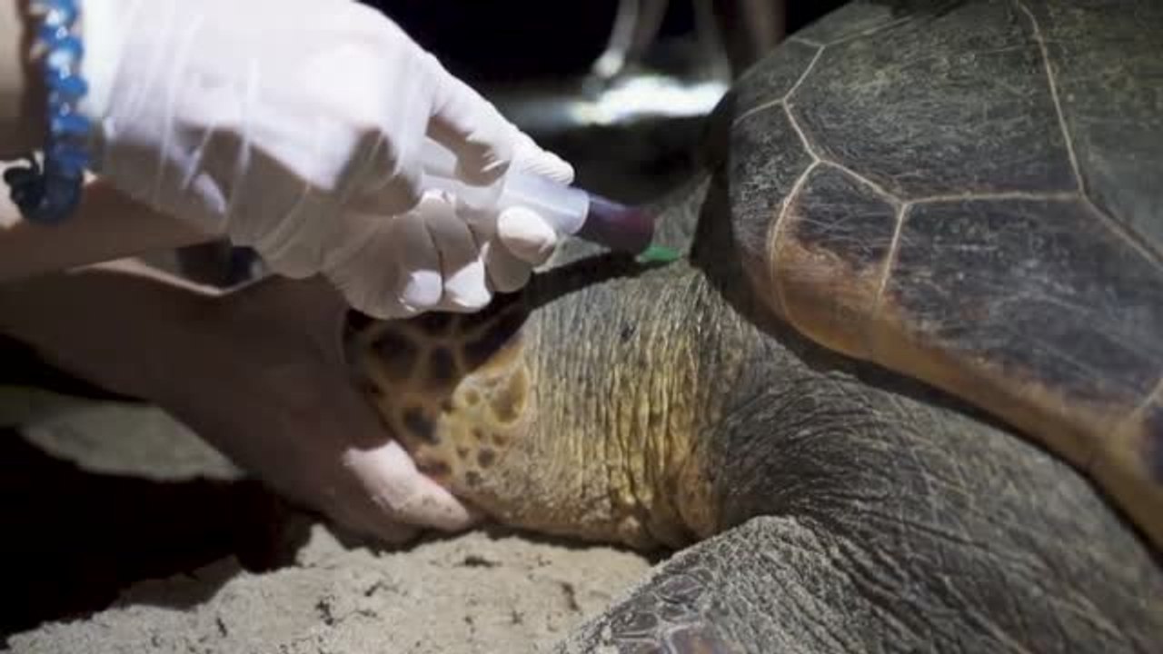 El aumento de la temperatura está influyendo en la reproducción de las tortugas marinas que desovan en nuestra costa