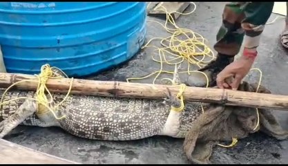 ফের সুন্দরবনের লোকালয়ে ঢুকে পড়ল কুমির! | Oneindia Bengali