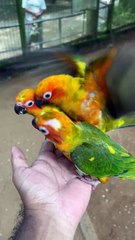 Friendly parrots on hands!