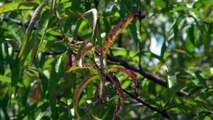 As climate changes, farms in US 'Peach State' Georgia suffer