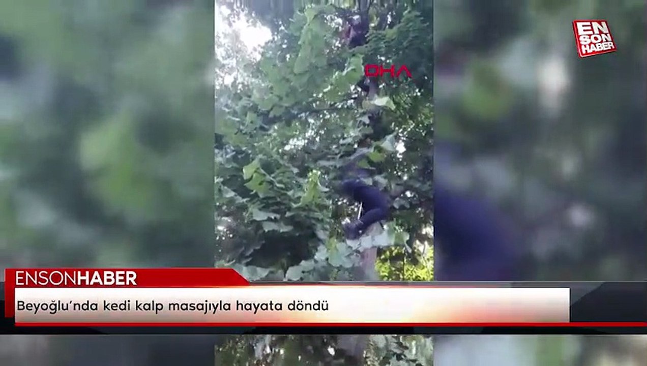 Beyoğlu’nda kedi kalp masajıyla hayata döndü