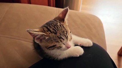 Chaton ne peut pas rester éveillé