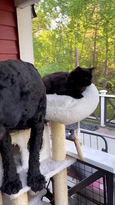 Doodle Perches In Cat Tree