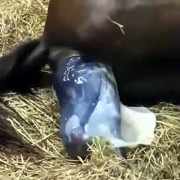 this is how horses give birth