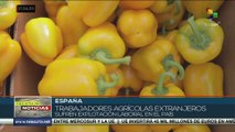 Mano de obra para la agricultura en España es mayormente extranjera y sin derechos laborales