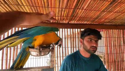 Lama Araha Hai Mini Zoo Main