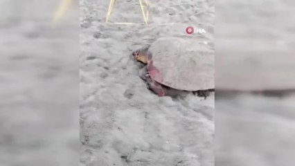 Alanya Plajlarında Caretta Caretta Yumurtaları Otellerin Koruması Altında