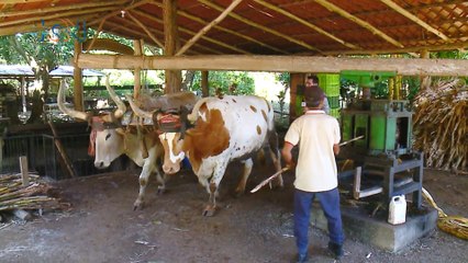 mqn-Un oficio con sabor a dulce-170723