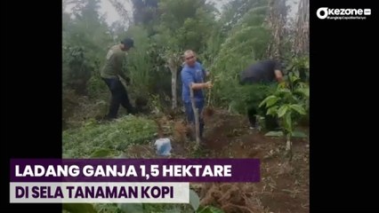 Polda Temukan 1,5 Hektare Ladang Ganja di Sela-Sela Tanaman Kopi