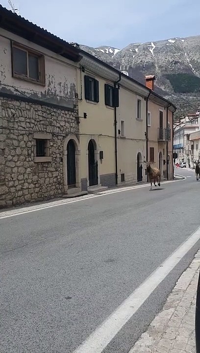 Deer Gallop Through Street