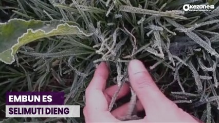 Unik! Suhu Dieng Minus 5 Derajat, Embun Berubah Jadi Butiran Es