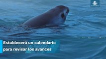 Amenaza Biden con sanciones comerciales para México por la totoaba la vaquita marina