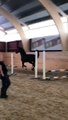 Hilarious Horse Jumping The Obstacles