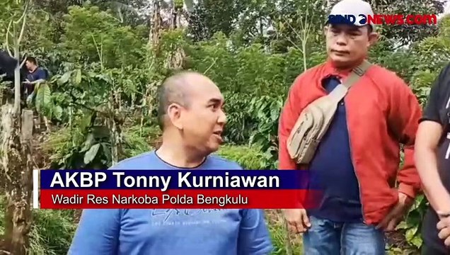 Ladang Ganja Seluas 1,5 Hektare Ditemukan di Rejang Lebong Bengkulu
