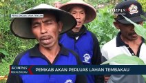 Kebun Tembakau di Kecamatan Petungkriyono, Kabupaten Pekalongan, Cocok untuk Kemloko Tiga dan Empat