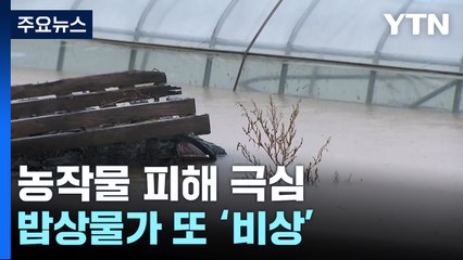 폭우에 농작물 피해 극심...밥상물가 어쩌나 [앵커리포트] / YTN