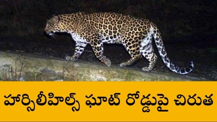 హార్సిలీహిల్స్ ఘాట్ రోడ్డుపై చిరుత సంచారం