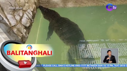 Itim na buwaya, bagong atraksyon sa isang ostrich farm sa Aklan | BT