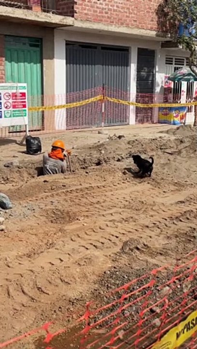 Dog Helps Excavate Construction Hole