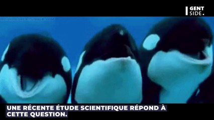 Orques et dauphins peuvent-ils évoluer pour s’adapter à la vie terrestre ? Une étude répond !