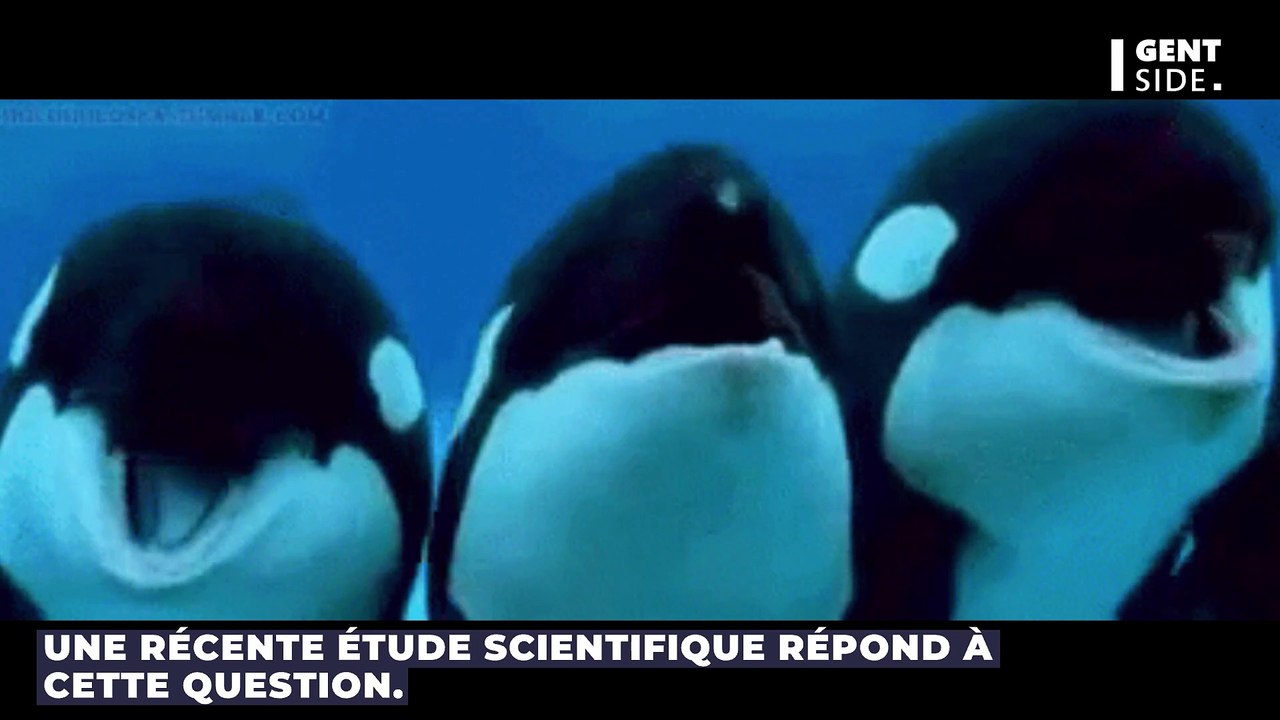 Orques et dauphins peuvent-ils évoluer pour s’a...
